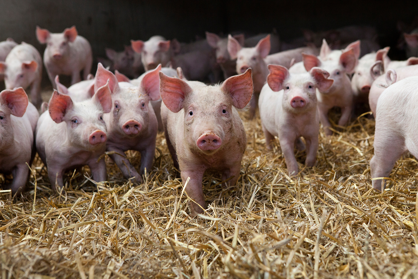 Glückliche Schweine im Heu